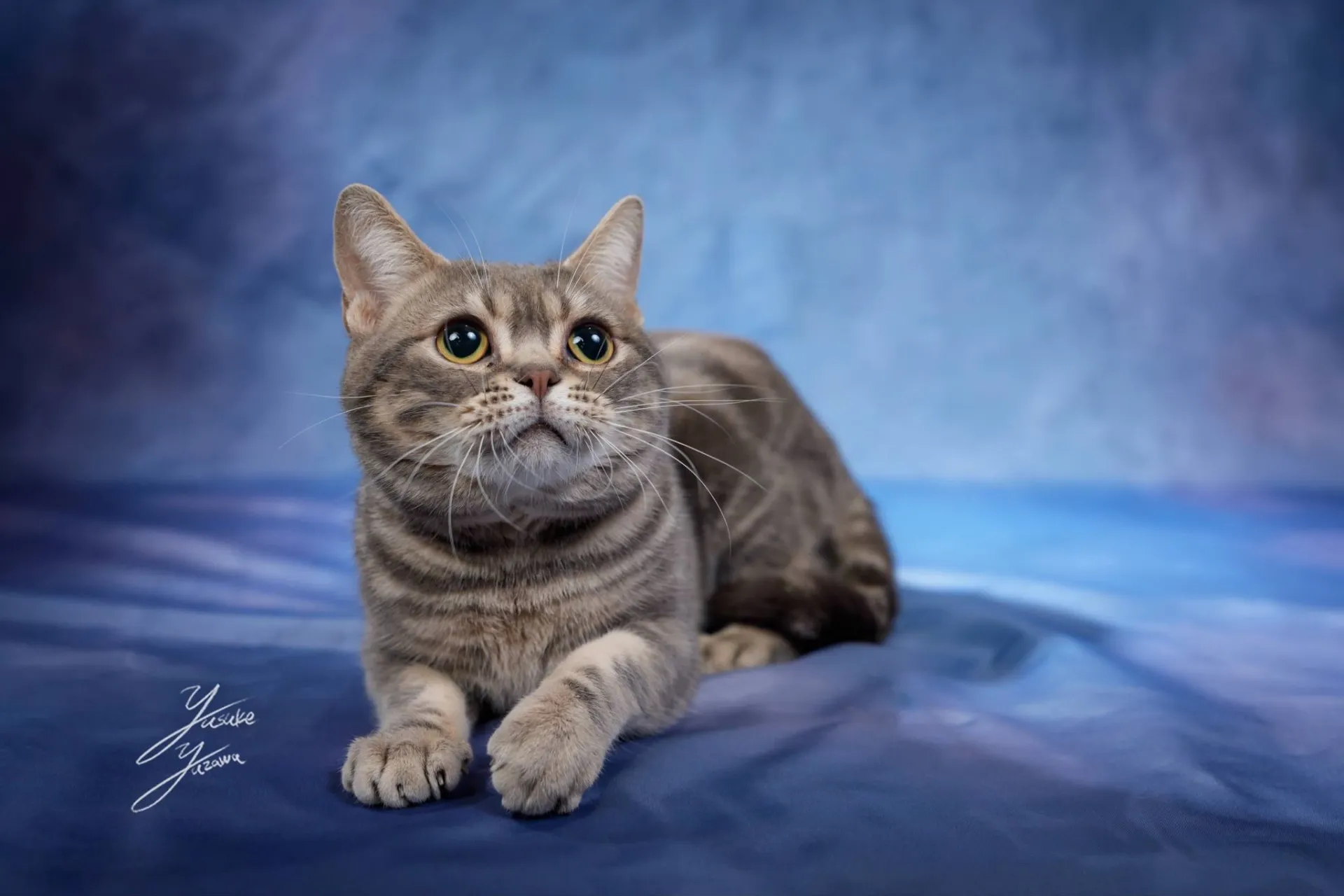 プロカメラマン